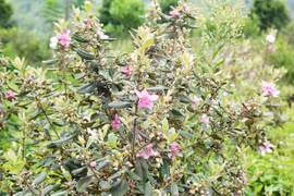 Mùa sim chín trên đồi