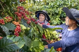 Một mình một chợ, giá cà phê liên tục lập đỉnh mới