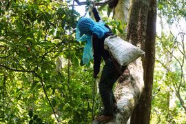 Nhớ lần lấy mật ong rừng