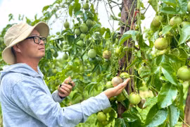 Giống chanh dây Đức Điền đồng hành cùng nông dân