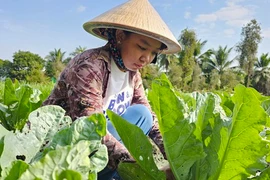 Nữ cử nhân tình nguyện lên đường bảo vệ Tổ quốc