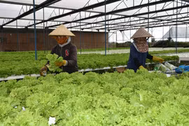 Thủ tướng chỉ đạo thực hiện các giải pháp hỗ trợ nông dân, phát triển nông nghiệp, kinh tế nông thôn bền vững 