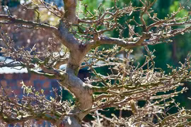 Chiêm ngưỡng cây mai cổ dáng long, Tết 'cho thuê không bán'