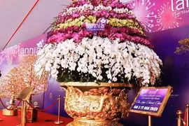 Ngắm chậu lan hồ điệp dát vàng 24K được rao bán với giá 3,8 tỉ ở Hà Nội