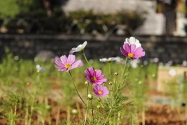 Ngày sang xuân