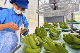 Trung Quốc chi 3,6 tỉ USD mua rau quả Việt Nam