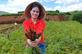 Lập trang trại hữu cơ từ cây cà rốt cọng tím