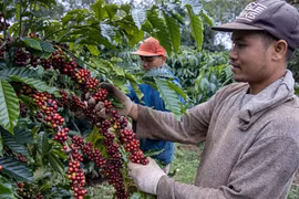 Giá cà phê biến động mạnh