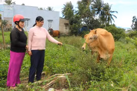 Phường Tây Sơn phát huy hiệu quả nguồn vốn tín dụng chính sách