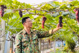 Vườn nho hữu cơ đầu tiên trên đất Pleiku .