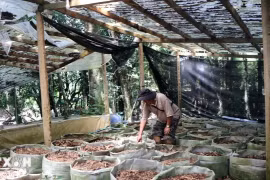 Kon Tum: Người trồng sâm Ngọc Linh lo lắng vì nạn trộm cắp