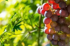 9 thực phẩm cực tốt cho thận