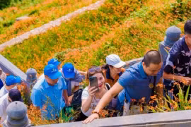 Rực rỡ sắc màu Lễ hội hoa dơn thóc 2024 trên đỉnh Fansipan