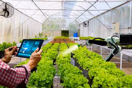 UBND tỉnh Gia Lai trả lời về việc triển khai 2 dự án nông nghiệp công nghệ cao tại TP. Pleiku