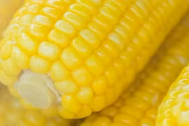 Những ai cần tránh ăn bắp?