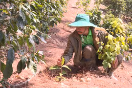 Mười năm hẹn với cây trà