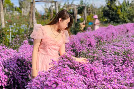 Hoa nở trong lòng phố 