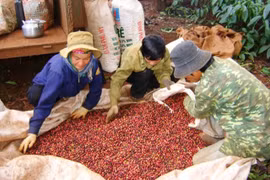 Giá cà phê trong nước giảm 2,5 triệu đồng/tấn
