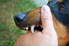 Dấu hiệu đầu tiên của bệnh dại