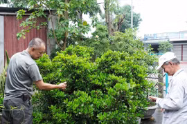 “Cây thần kỳ” bên nếp nhà cổ