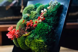 Rêu mọc 'hoang' hóa thành tranh, thu về tiền triệu 