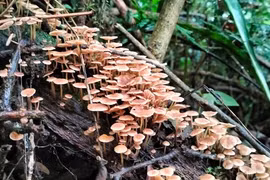 Những vạt nấm đẹp mê hồn nhưng cẩn thận kẻo cực độc