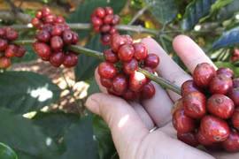 Giá cà phê trong nước tiếp tục giảm sốc