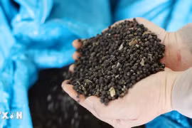 Nông dân Đắk Lắk phấn khởi vì giá càphê và hồ tiêu tiếp tục tăng