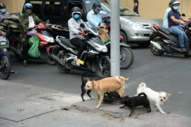 Bất lực chuyện chó, mèo