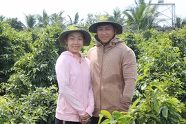 Bỏ việc văn phòng về trồng mai, thu nhập 500 triệu đồng/năm