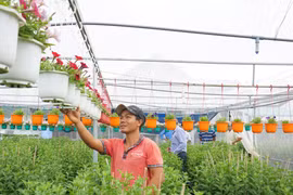 Bình Định: Chong đèn ăn ngủ với hoa tết