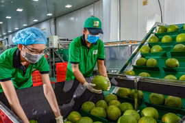 Xuất khẩu rau quả vượt 5 tỷ USD