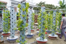 Trồng rau sạch trên ống nhựa thu hoạch mỗi ống từ 5 đến 10 kg rau