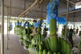 Bầu Đức tăng diện tích trồng chuối và sầu riêng lên 11.000 ha