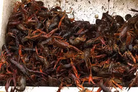 Tôm hùm đất Trung Quốc vẫn bán tràn lan dù bị cấm