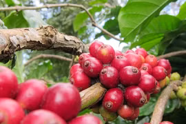 Giá cà phê 'rơi', Chủ tịch VICOFA nói gì?