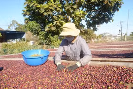 Giá cà phê trong nước vượt mốc 95 triệu đồng/tấn