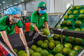 Kim ngạch xuất khẩu rau quả tăng 23,4%