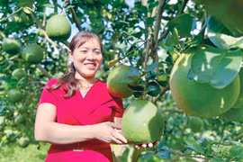 Bưởi da xanh Krông Pa rộng đường xuất khẩu