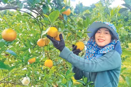 “Định vị” nông sản đặc trưng của địa phương