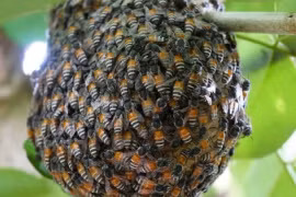 Loài ong mật châu Á lần đầu xuất hiện gây báo động ở châu Âu
