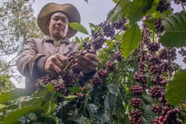 Cà phê Việt không ngại quy định chống phá rừng của EU
