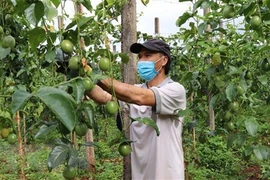 Gia Lai nỗ lực phát triển chanh dây thành ''cây trồng triệu đô''