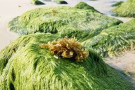 Ngắm mùa rêu xanh tuyệt đẹp ở biển Quy Nhơn