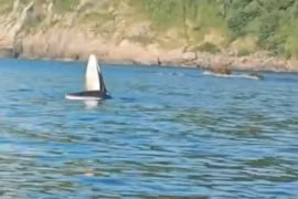 Cá voi lớn ngoi lên mặt nước, há miệng săn mồi tại vùng biển Phú Yên