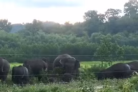 Đàn voi rừng 10 con xuất hiện tại rẫy người dân ở Đồng Nai 