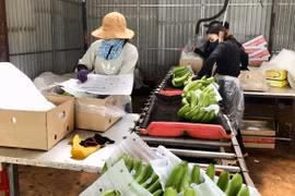 Đak Đoa xây dựng mã số vùng trồng phục vụ xuất khẩu nông sản