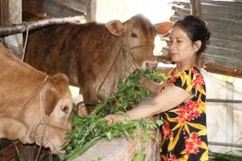 An Khê trao sinh kế giúp người dân thoát nghèo