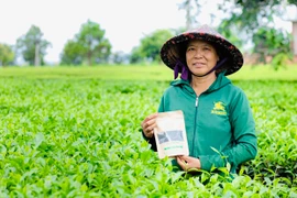 Chè sạch “Cô Lý Farm”