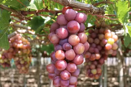 Ninh Thuận: Phát triển du lịch nông nghiệp từ những giá trị khác biệt